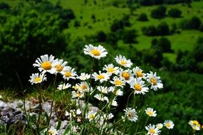 meadows margerite flowers