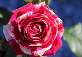 Macro photo of colorful rose