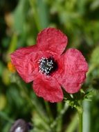 planted red poppy on blurred background