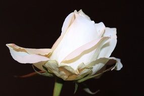 white rose on a black background