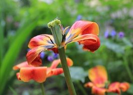tulips without petals close-up