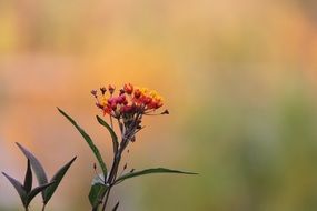 delicate field flower