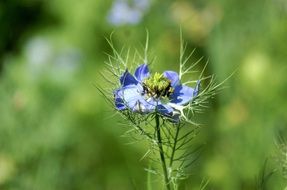 Summer blue Flowers