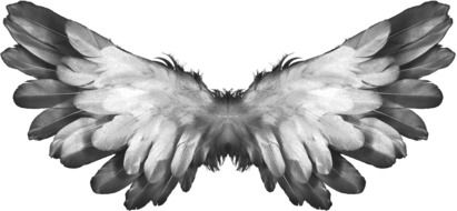 angel wings as black and white illustration