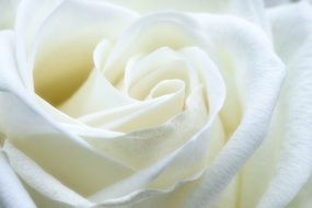 strikingly beautiful Rose White Flower
