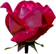 graphic drawing rose