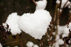 heart of snow on a bush