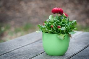 spring flower in green pot