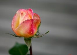 yellow and pink romantic rose