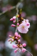 Macro picture of the Flowers