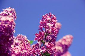 lilac flowers on a blue sky background