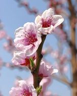 peach tree Flowers on twig close up