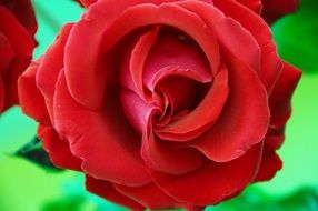 charming red rose