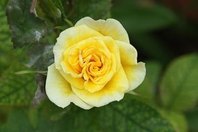 Yellow and white rose in the spring