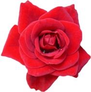 Red Blossom drawing