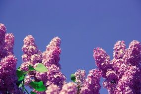 sweet-smelling lilac blossoms