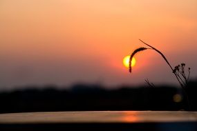 silhouettes of plants at Sunset Sky