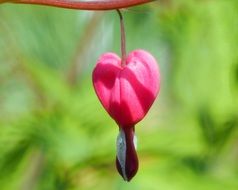 Heart Bleeding Flower