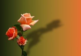 nice Orange Roses