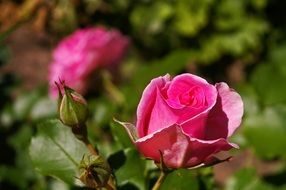 pink roses on the shrub