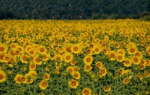 blooming Sunflowers in Field, Italy