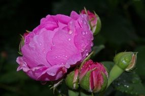 pink roses on the shrub after rain
