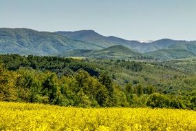 yellow field of flowers near green trees