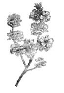 Black and white drawing of the paper flowers clipart
