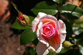 garden pink roses
