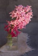pink hyacinth in vase