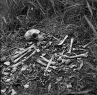 skull and pile of bones on the ground