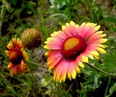 red Flower Nature