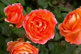 orange roses on a bush close-up