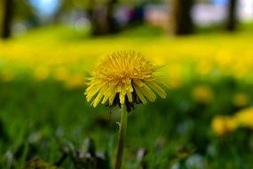 nice yellow Dandelion