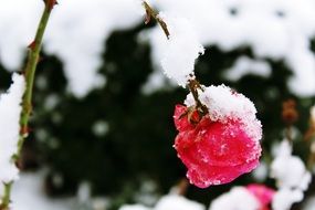 Snow on rose flowers
