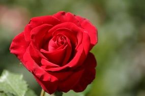 romantic red rose Bud