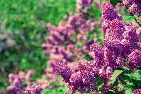 lilac flowering in spring