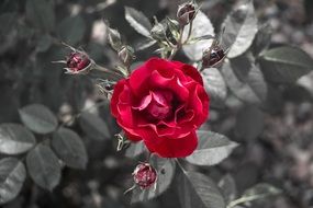 red rose bud on a background of dark leaves