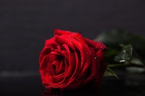 red rose on a dark surface