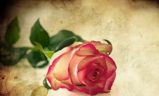 Rose on Valentine's Day on the background clipart