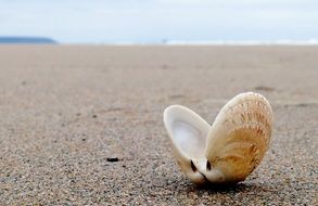 Open Seashell on a sand