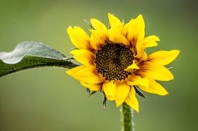 young sunflower in summer