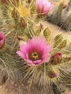 Thorny cactus in desert
