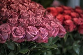 roses of different colors on the market