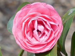Camellia Flower