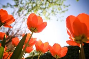 Closeup photo of red Tulips flowers