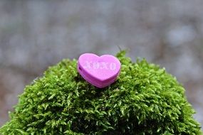 pink heart with xoxo inscription on the green plant