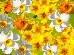 Graphic Daffodils