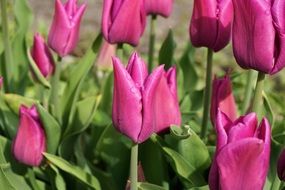 wonderful purple tulips