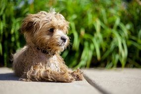 Cute Maltipoo dog